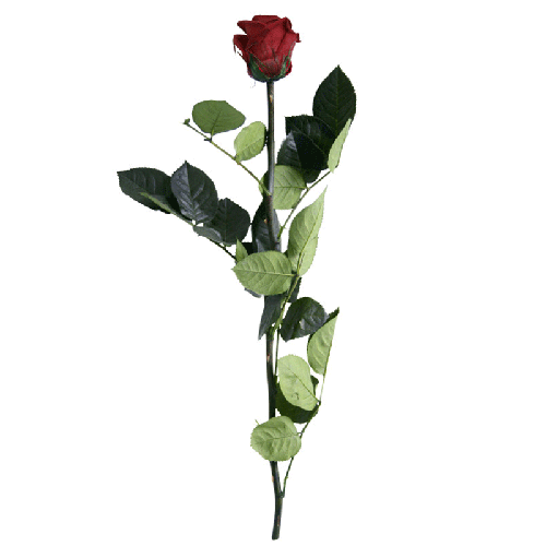 Rose Éternelle Amorosa Rouge