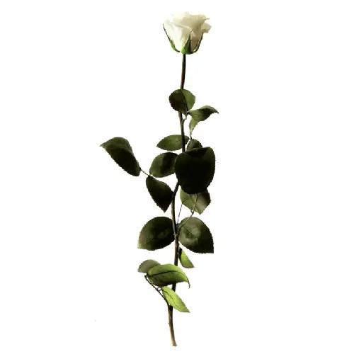 [238028] Rose Éternelle Amorosa Blanche